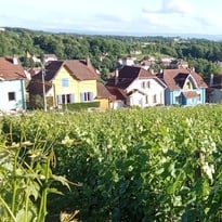 Visite guidées des vignes de la Miotte