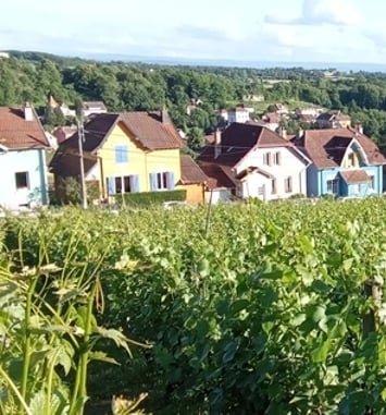 Visite guidées des vignes de la Miotte