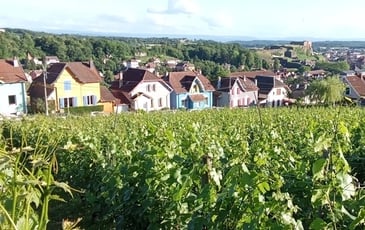 Visite guidées des vignes de la Miotte